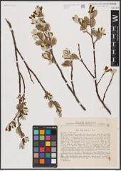 Foto von Salix krylovii E. L. Wolf
